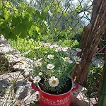 Casa Delle Olive * Mošćenička Draga