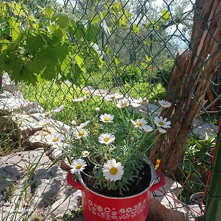 Casa Delle Olive * Mošćenička Draga